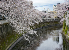 神田川の桜並木