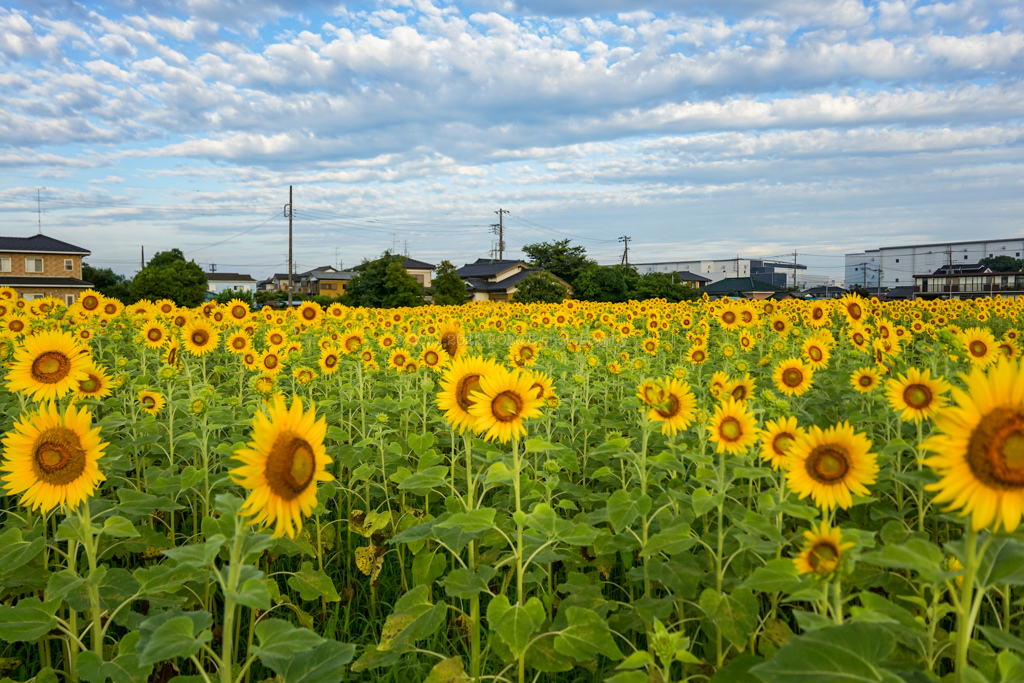 ひまわり畑