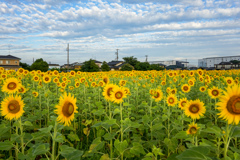 ひまわり畑