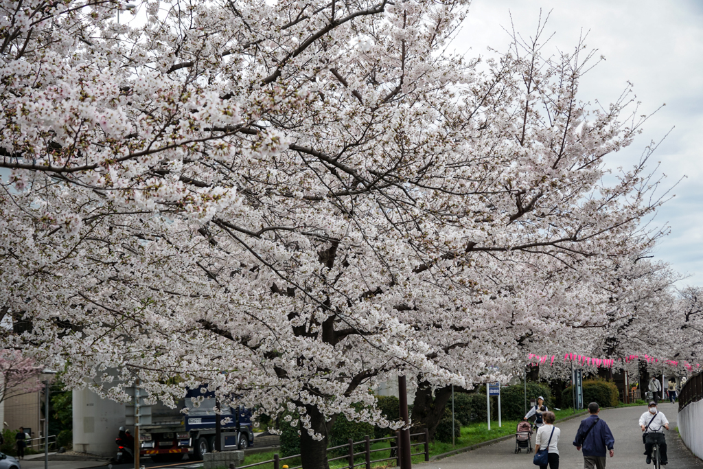 桜並木