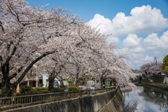 青空と桜