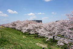 戸田の桜並木