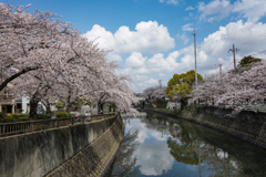 青空と桜