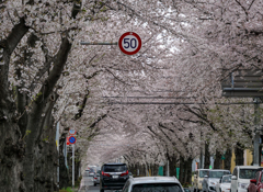 桜並木