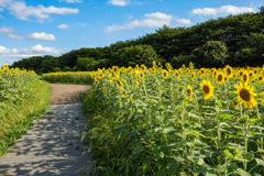 ひまわりの通路