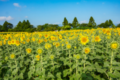 青空とひまわり畑