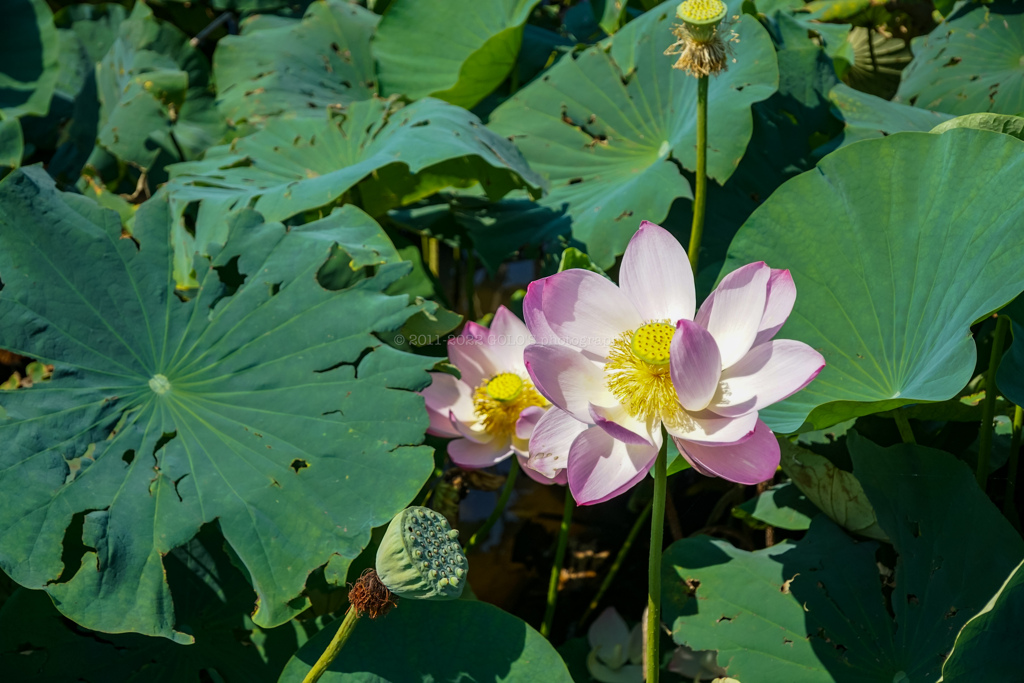 水元公園の蓮