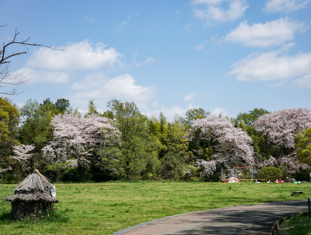 青空と桜