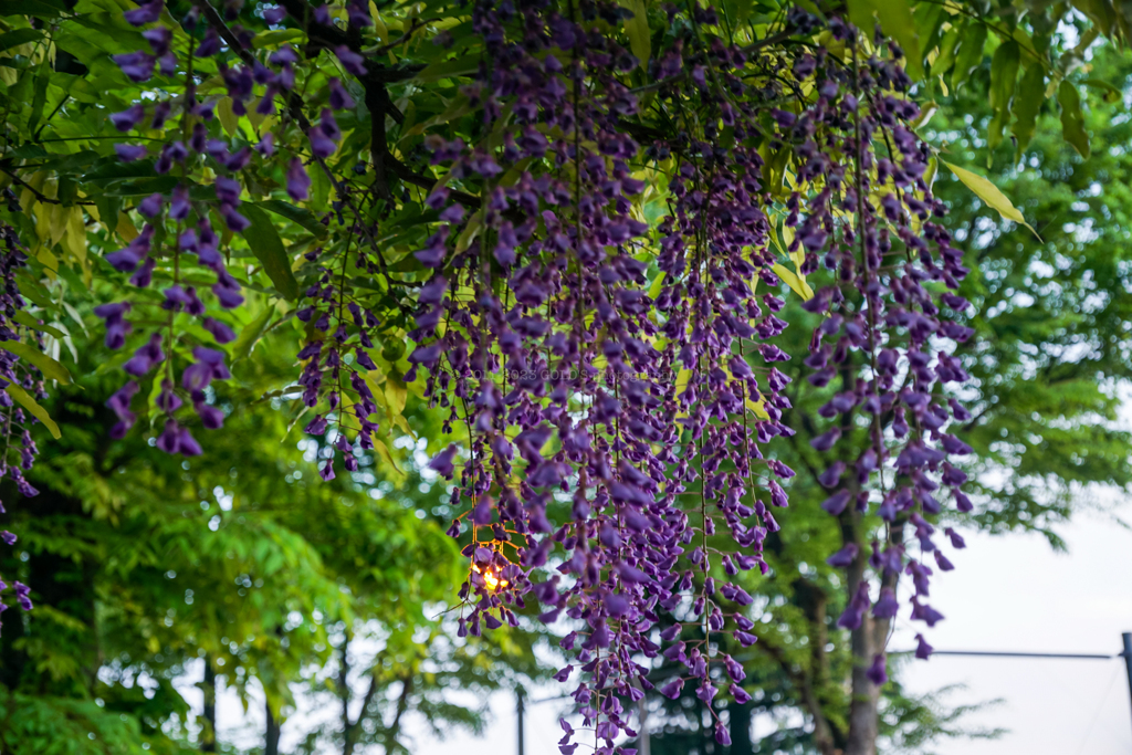 藤の花