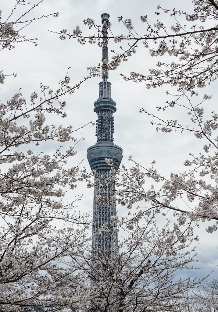 東京スカイツリーと桜