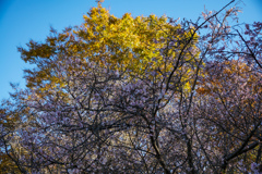 青空と紅葉と十月桜
