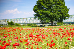 荒川河川敷のポピー