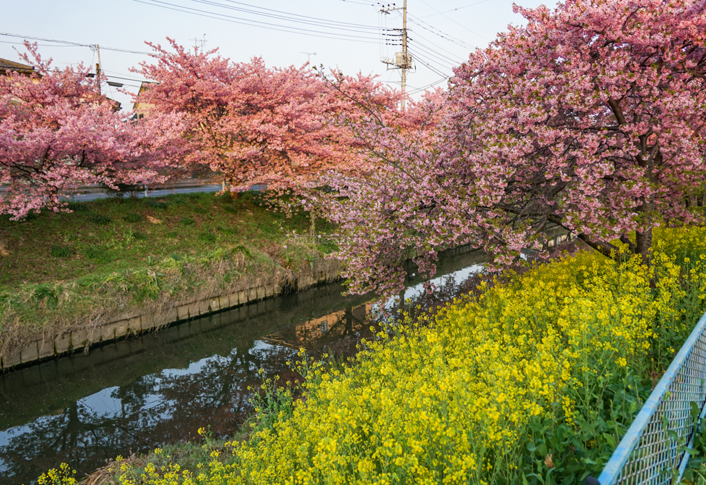 河津桜と菜の花
