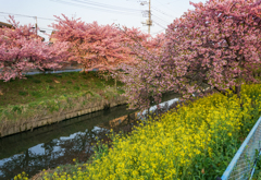 河津桜と菜の花