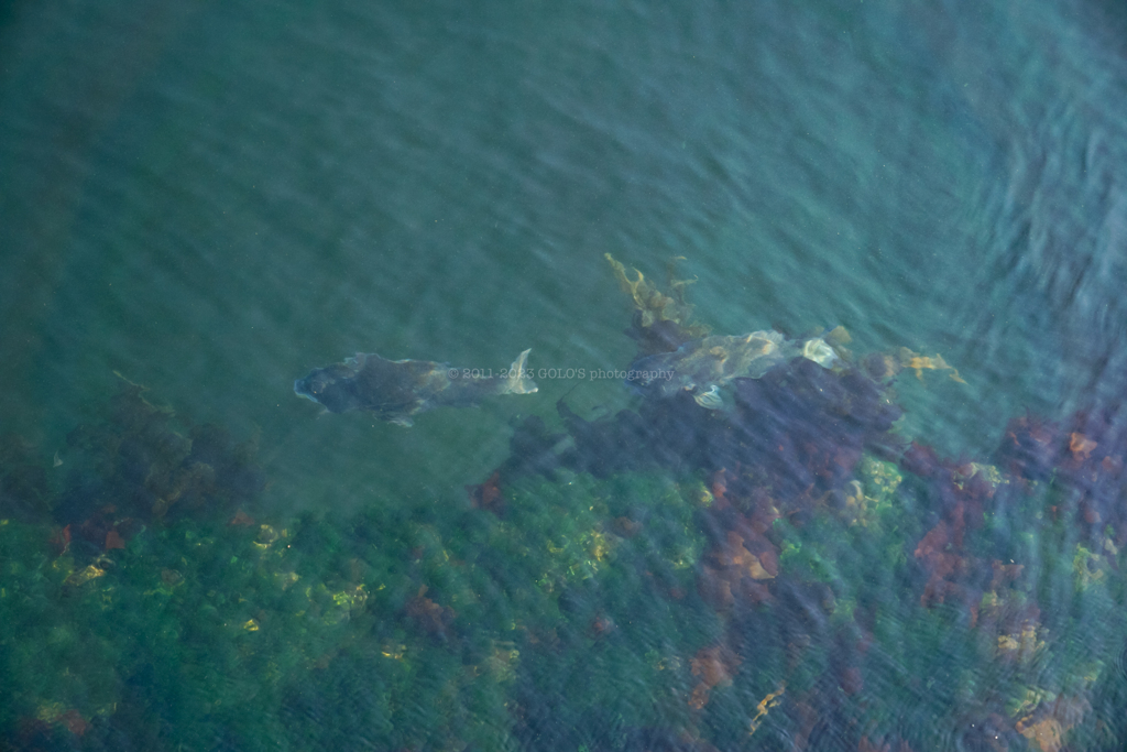 ヴェルニー公園から見えた魚