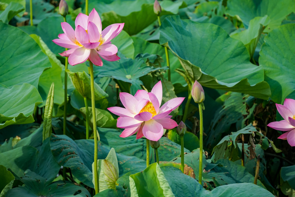 蓮の花