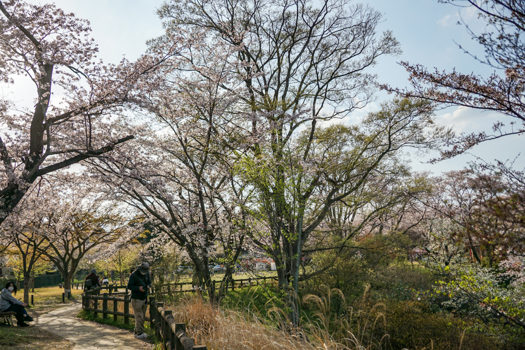 さくら山の桜