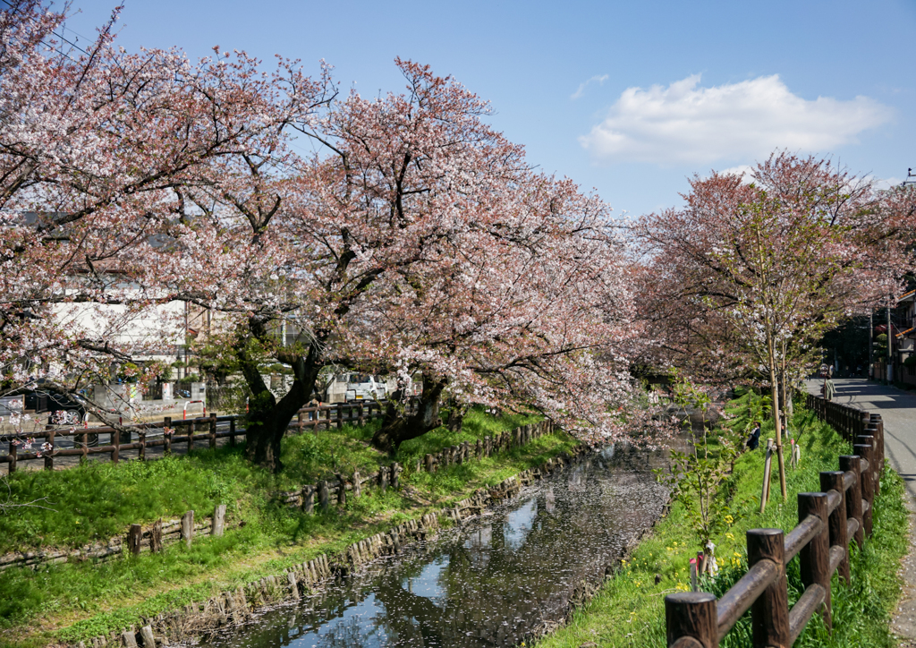 新河岸川の桜並木
