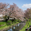 新河岸川の桜並木