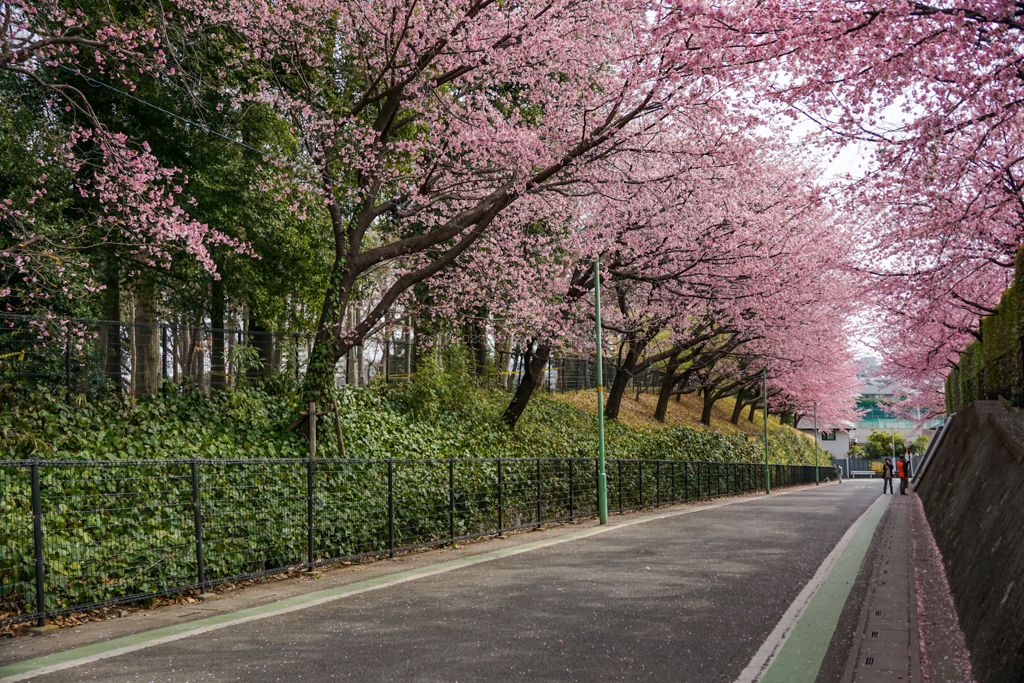 桜並木
