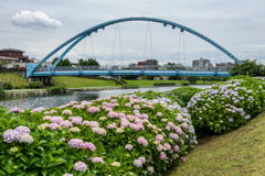 紫陽花とふれあい橋