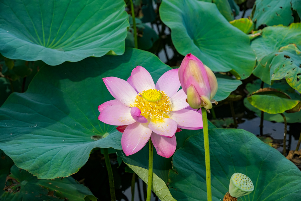 蓮の花