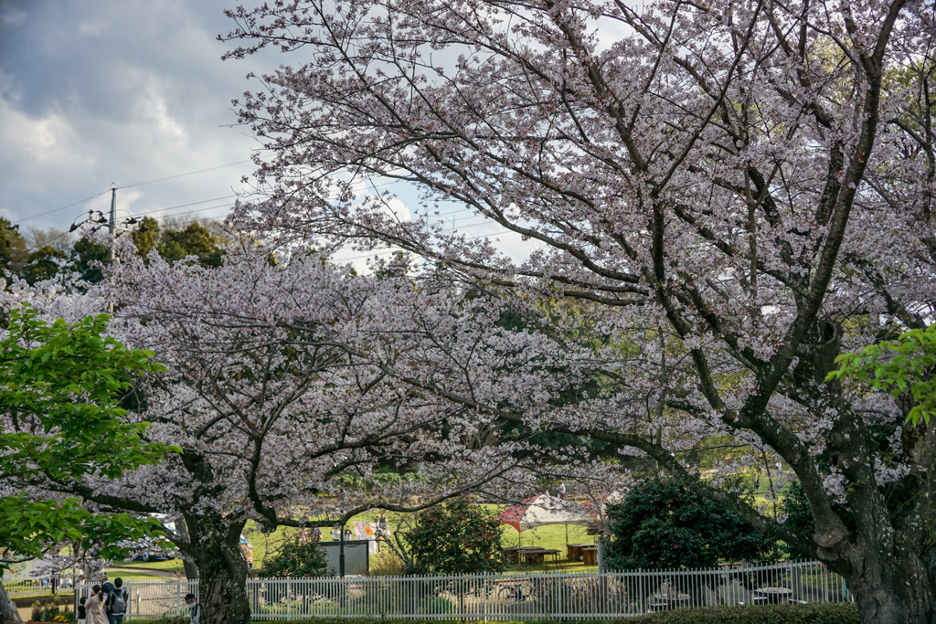 さくら山の桜