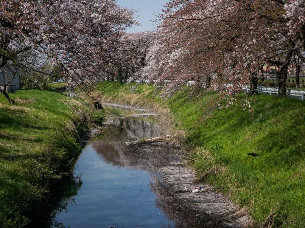 青空と桜