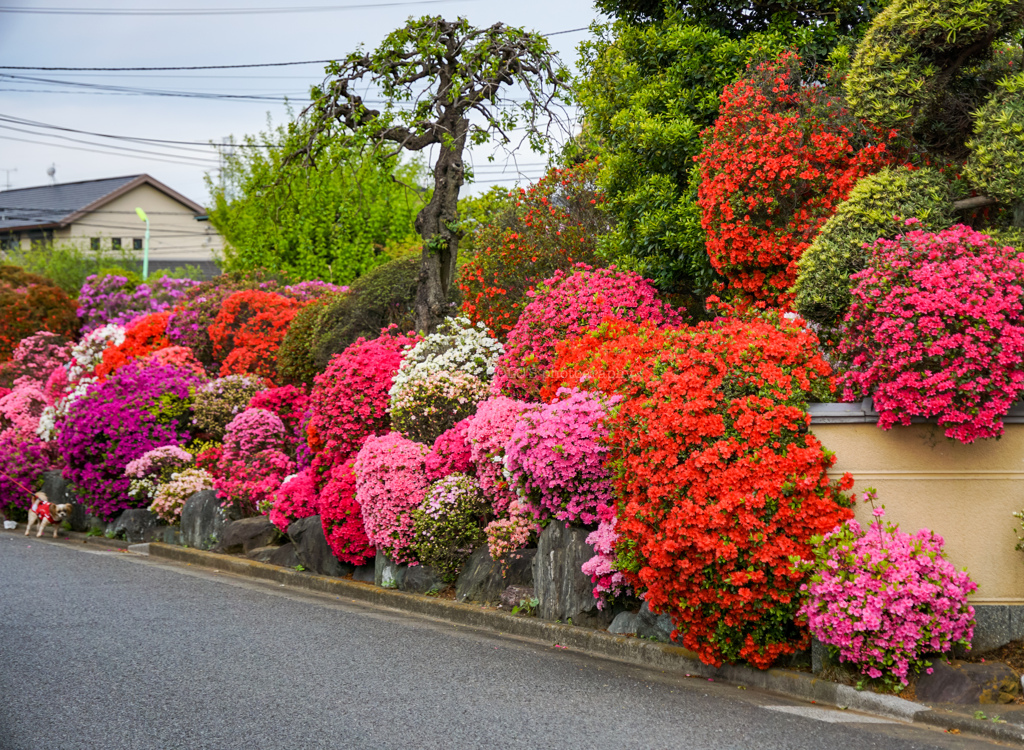 住宅街のツツジ