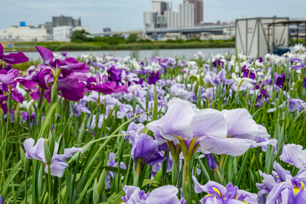 菖蒲
