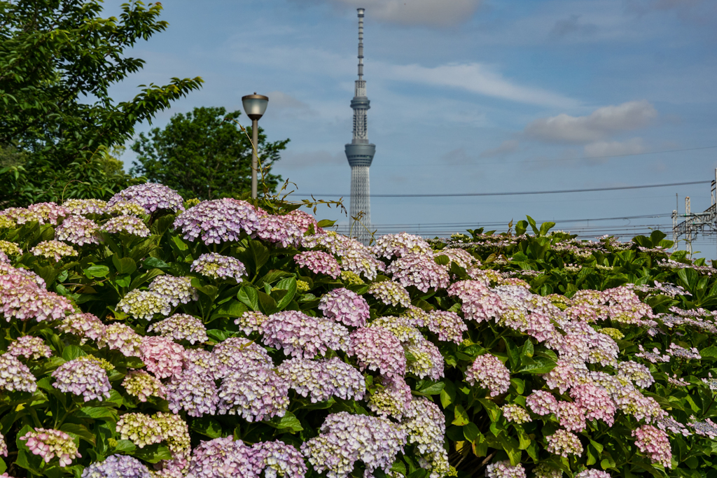 紫陽花と東京スカイツリー