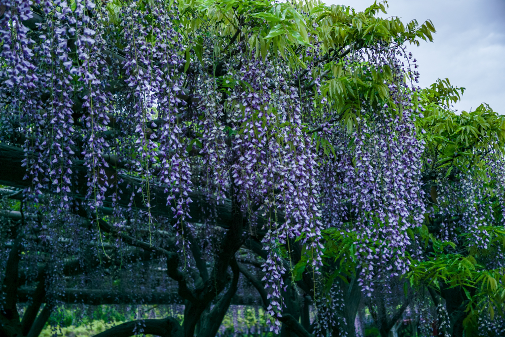 藤の花