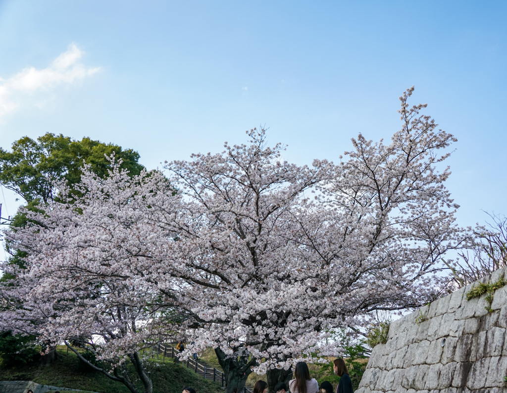 青空と桜