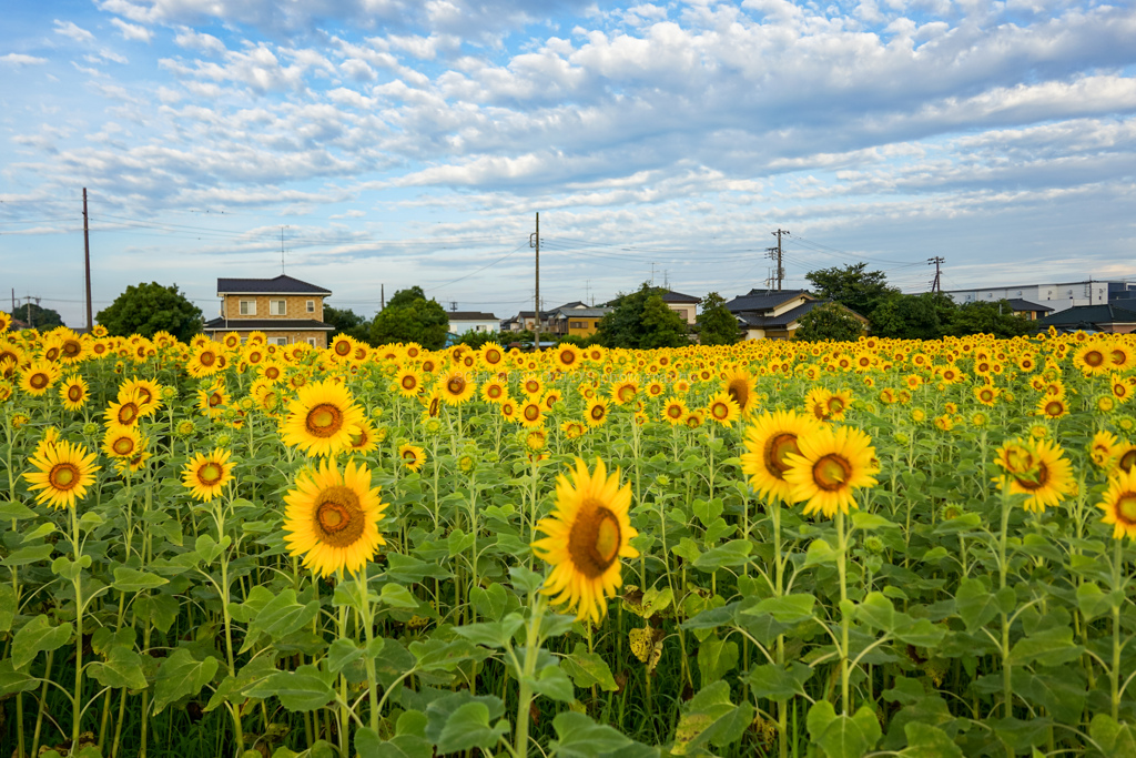 ひまわり畑