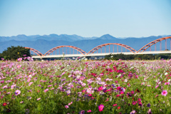 コスモスと荒川水管橋