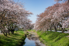 青空と桜