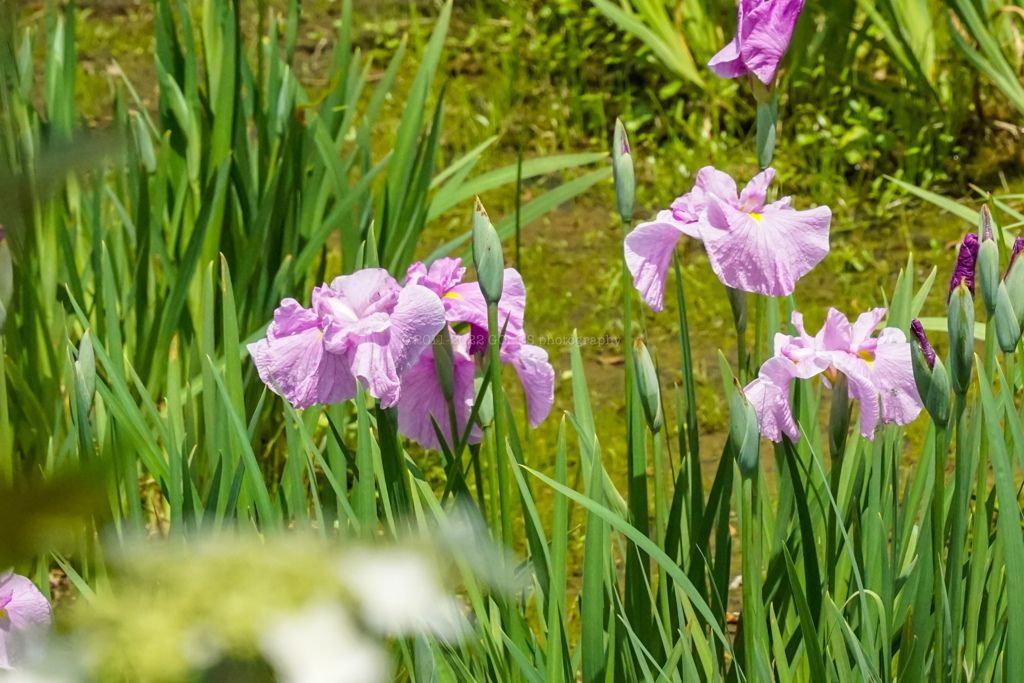 菖蒲