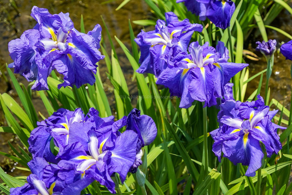 菖蒲