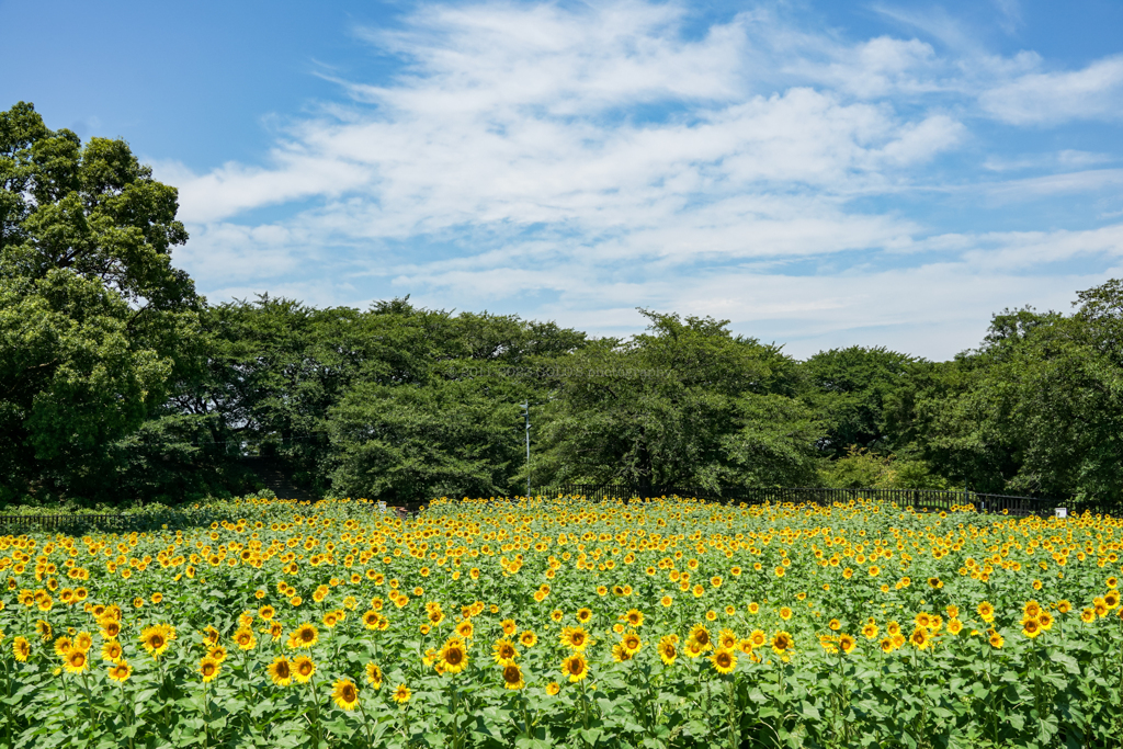 ひまわり畑と青空