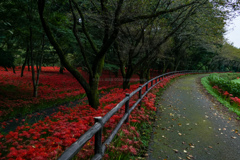 遊歩道からのヒガンバナ