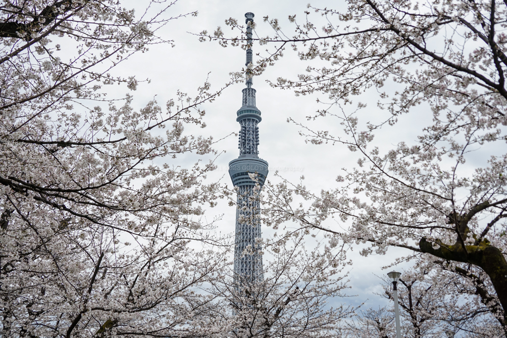 東京スカイツリーと桜