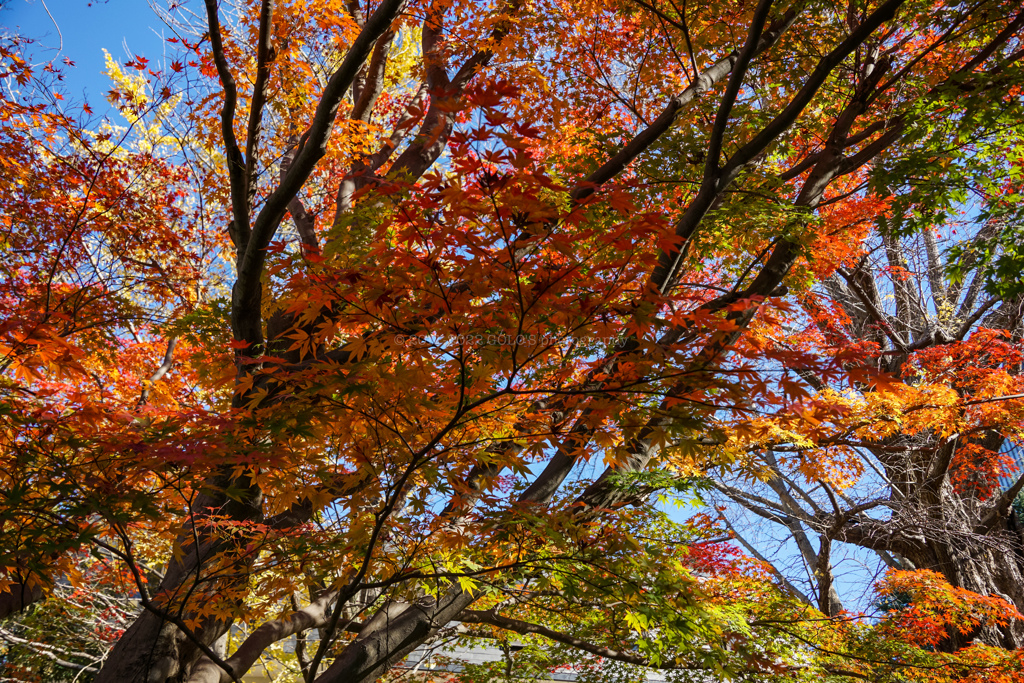 秋の日比谷公園