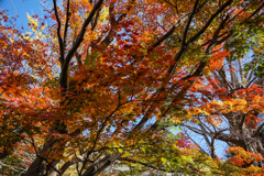 秋の日比谷公園