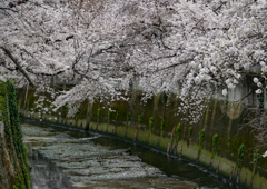 神田川と桜