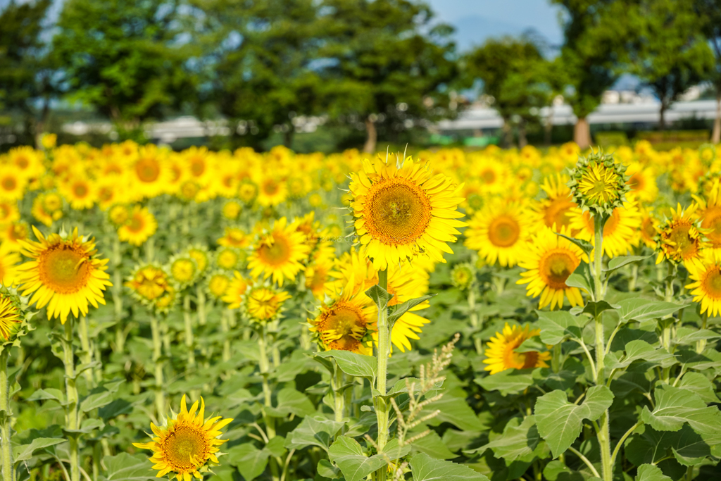 ひまわり畑