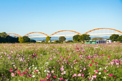 青空と水管橋とコスモスと