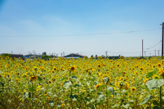 江戸川沿いのひまわり畑