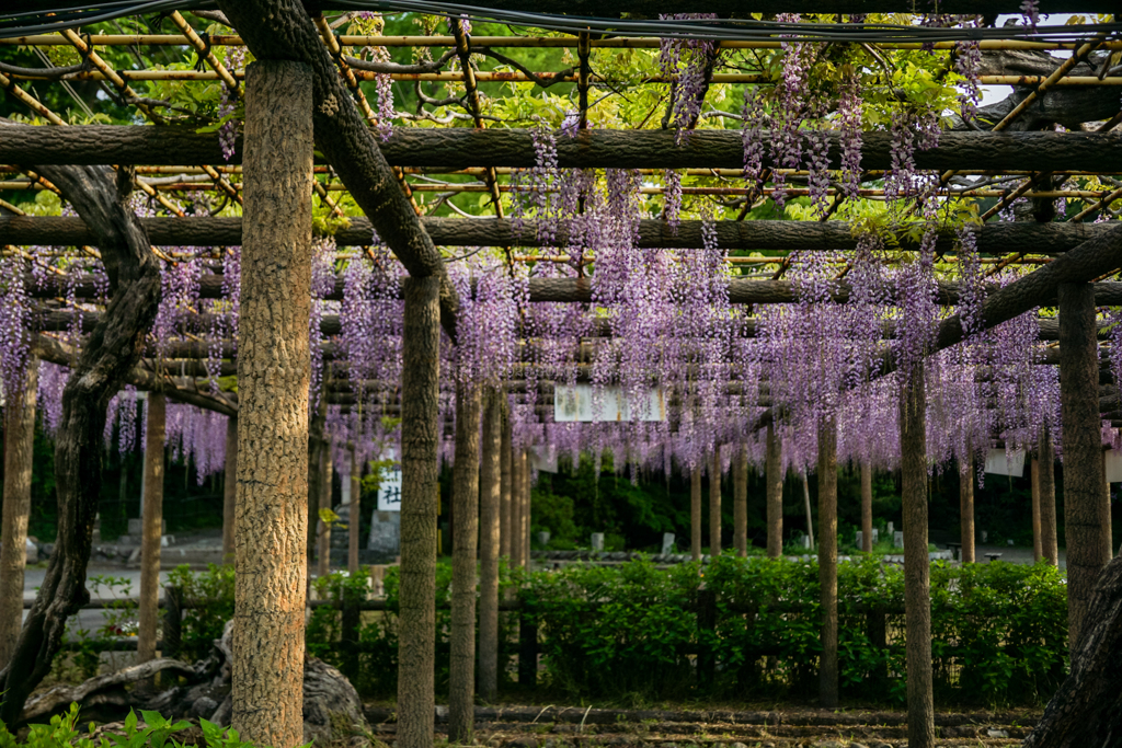 藤の花