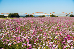 コスモスと荒川水管橋