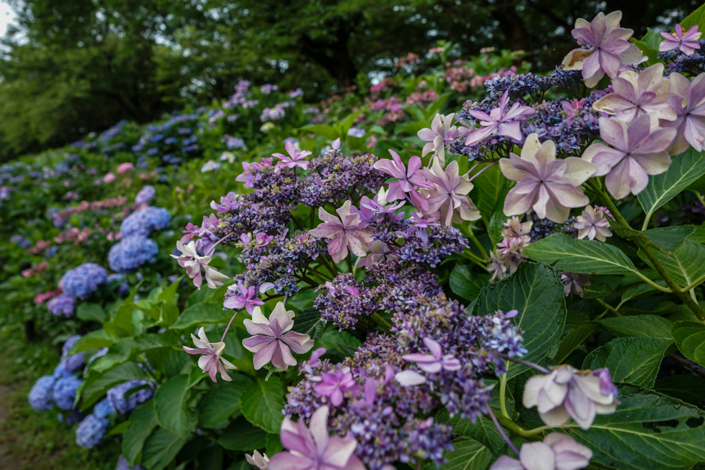 紫陽花